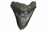 Bargain, Fossil Megalodon Tooth - South Carolina #186667-1